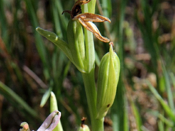 Ophrys elegans