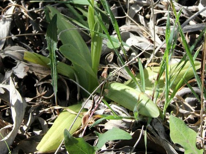 Ophrys elegans