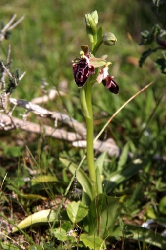 Ophrys kotschyi