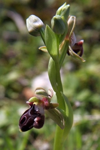 Ophrys kotschyi