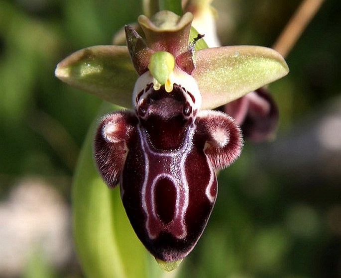 Ophrys kotschyi