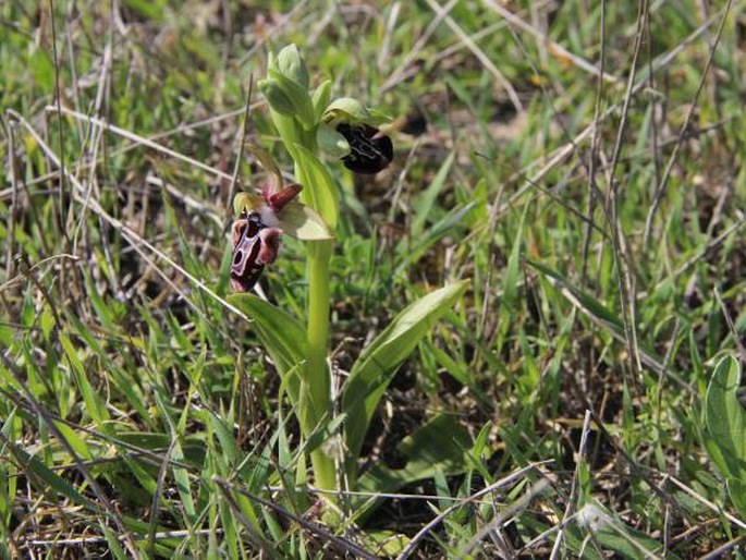 Ophrys kotschyi