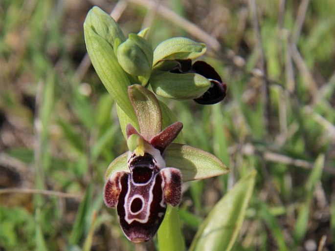 Ophrys kotschyi