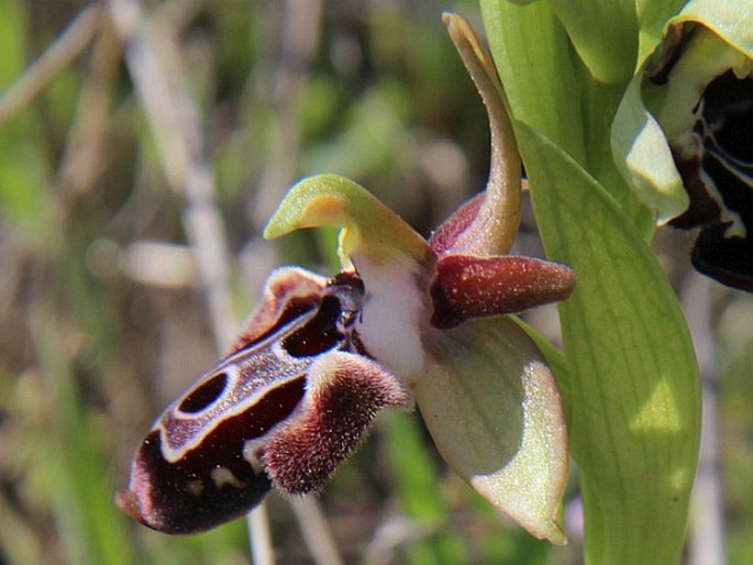 Ophrys kotschyi