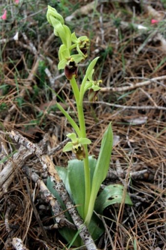 Ophrys levantina