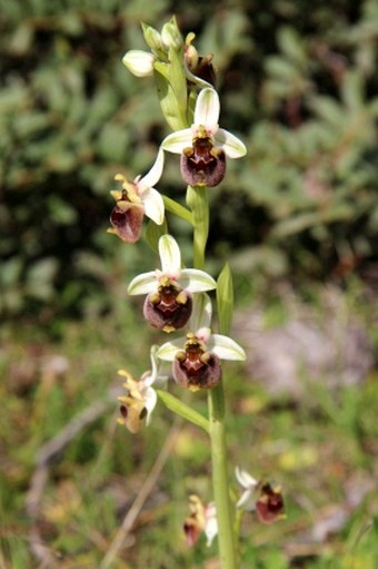 Ophrys levantina