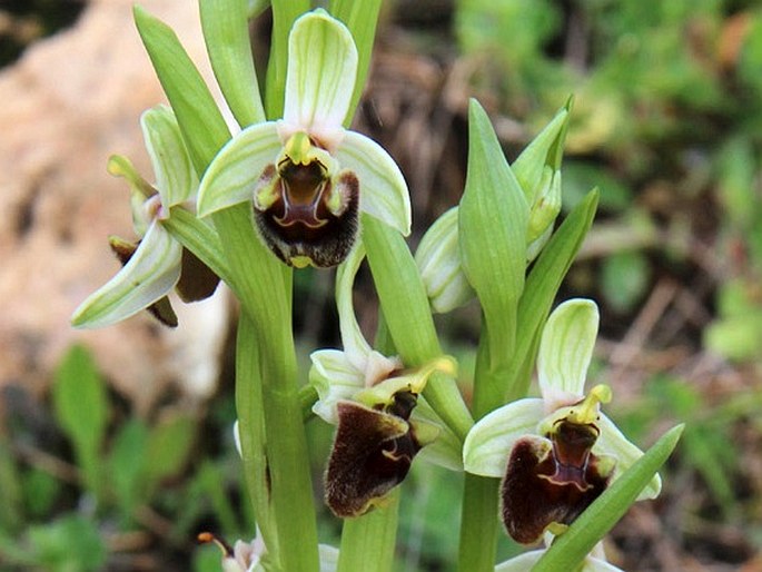 Ophrys levantina