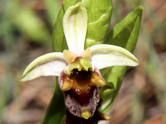 Ophrys levantina