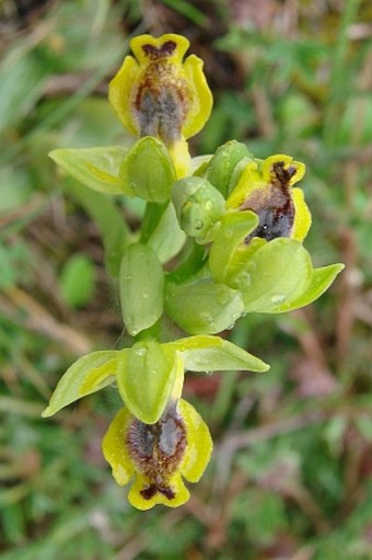 Ophrys phryganae