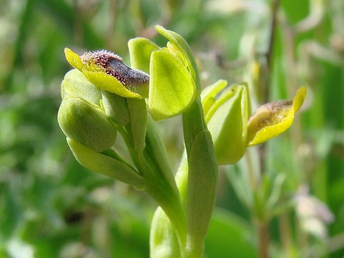 Ophrys phryganae