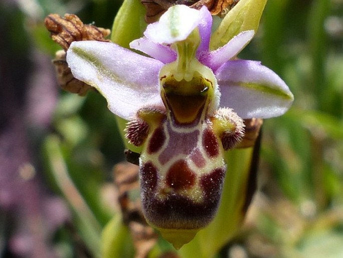 Ophrys scolopax