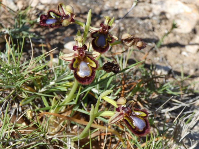Ophrys speculum