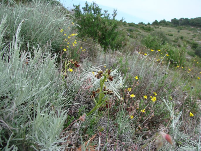 Ophrys speculum