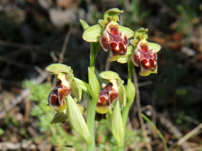 OPHRYS FLAVOMARGINATA (Renz) H. Baumann et Künkele – tořič / hmyzovník