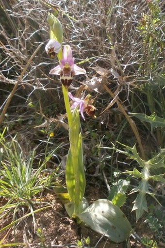 Ophrys scolopax subsp. heldreichii