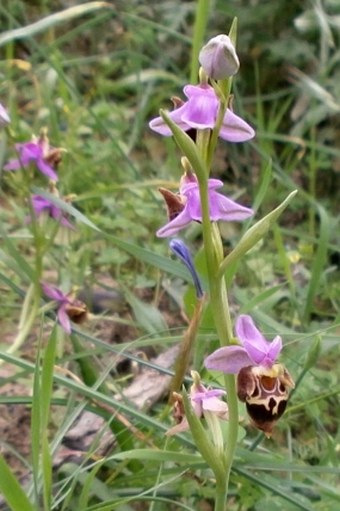 Ophrys scolopax subsp. heldreichii