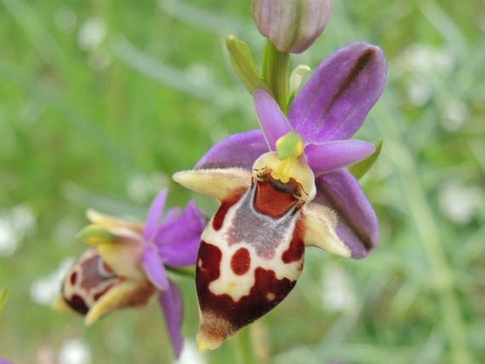 Ophrys scolopax subsp. heldreichii