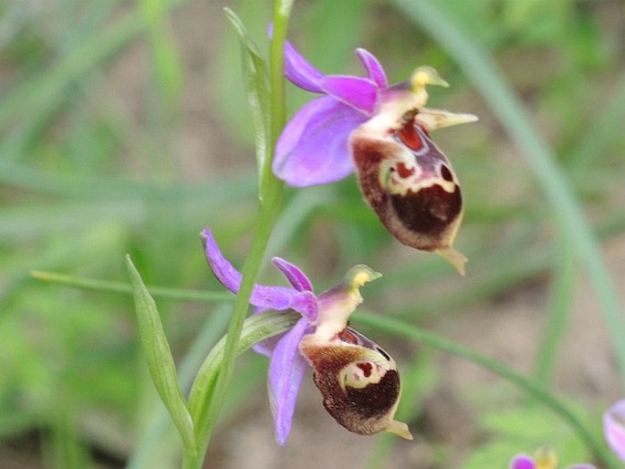 Ophrys scolopax subsp. heldreichii