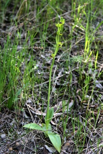 Ophrys sicula