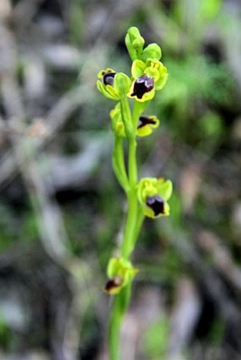 Ophrys sicula