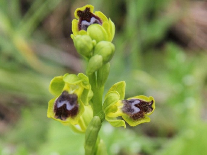 Ophrys sicula