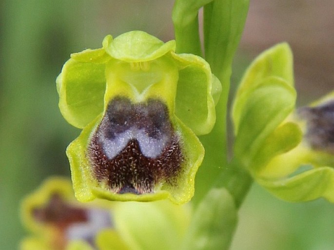 Ophrys sicula