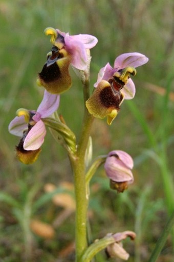 Ophrys tenthredinifera