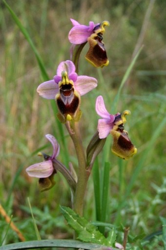 Ophrys tenthredinifera