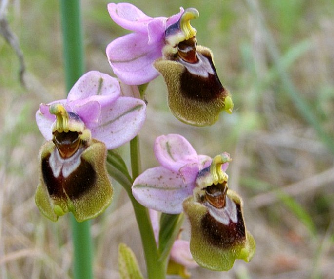 Ophrys tenthredinifera