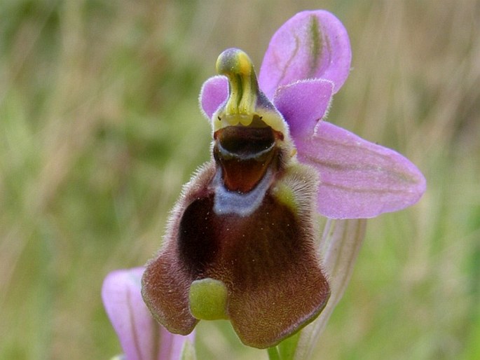 Ophrys tenthredinifera