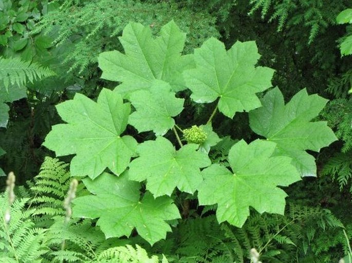 Oplopanax horridus