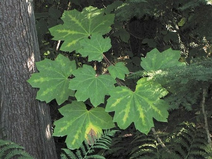 Oplopanax horridus