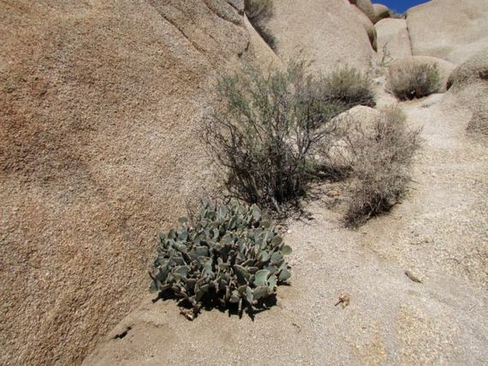 Opuntia basilaris