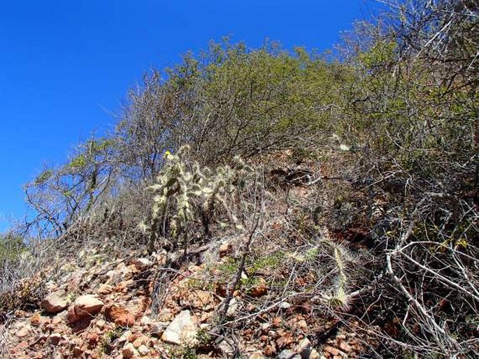 Opuntia caracassana