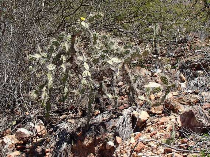 Opuntia caracassana