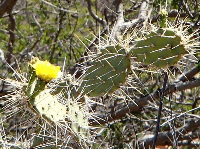 Opuntia caracassana