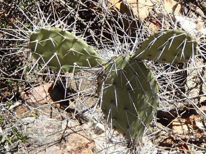 Opuntia caracassana