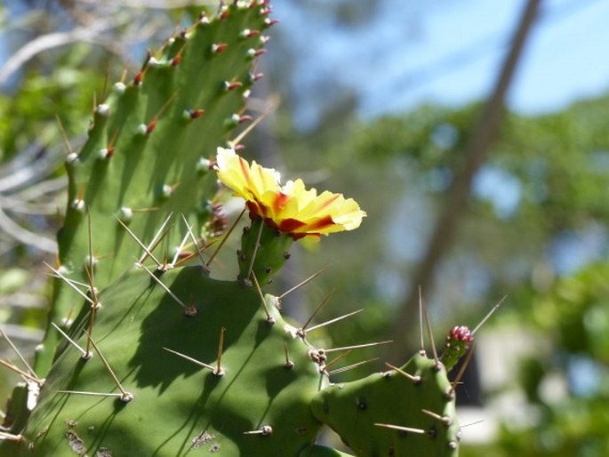 Opuntia monacantha