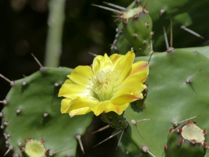 Opuntia monacantha