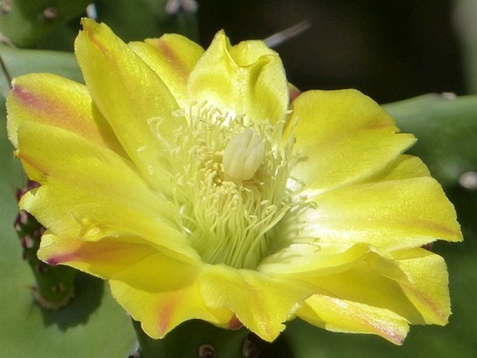 Opuntia monacantha