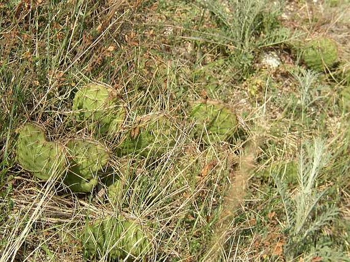 Opuntia phaeacantha