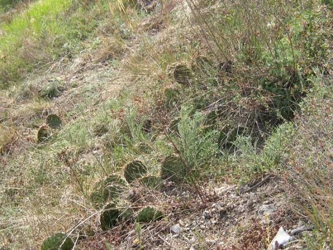 Opuntia phaeacantha