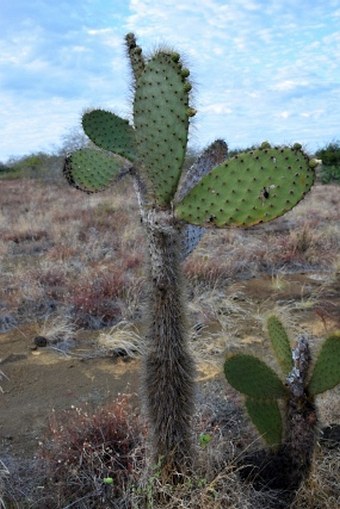 Opuntia galapageia