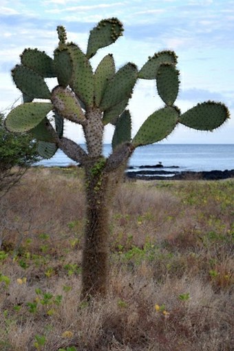 Opuntia galapageia