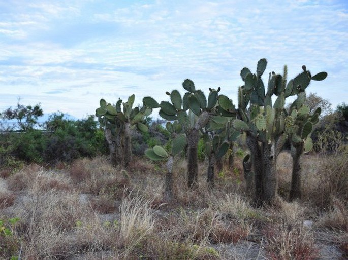 Opuntia galapageia