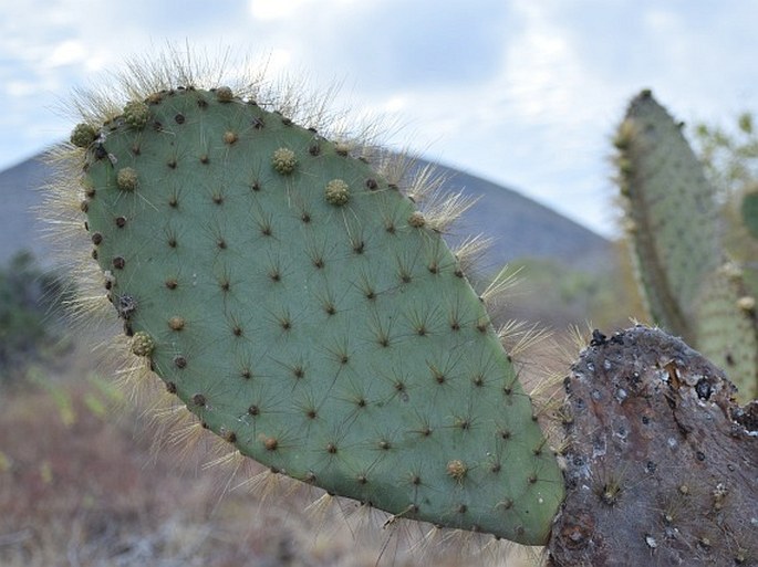 Opuntia galapageia