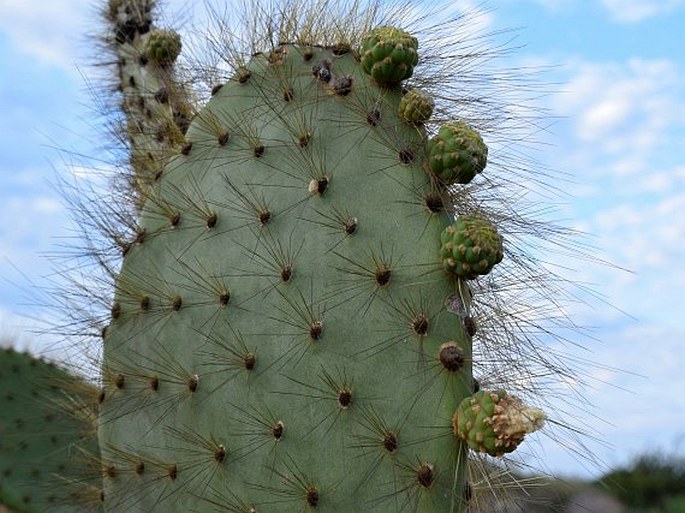 Opuntia galapageia