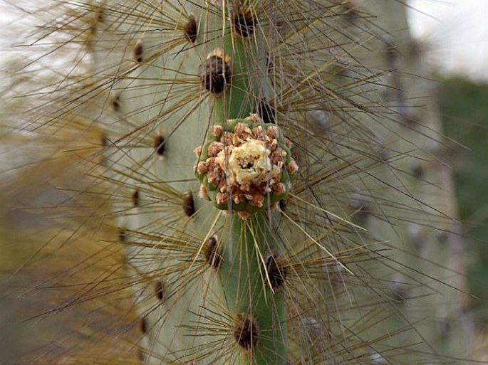 Opuntia galapageia