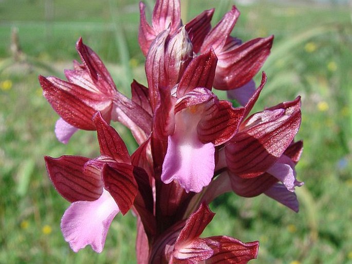 Orchis papilionacea