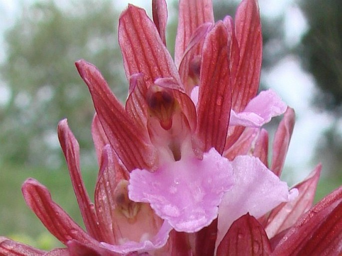 Anacamptis papilionacea